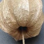 Physalis pubescens Fruit