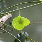 Soulamea fraxinifolia ഫലം