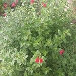 Salvia microphylla花