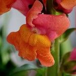 Antirrhinum majus Altul/Alta