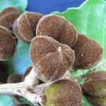 Cupania rufescens 其他