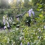 Aconitum variegatum Kvet