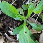 Erigeron annuusLeaf