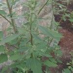 Chenopodium albumLiść