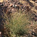 Lavandula coronopifolia Habit