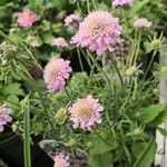 Scabiosa japonica Hàbitat