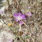 Centaurea asperaBlomst