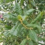 Ilex cornuta Blatt