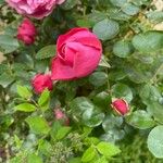 Rosa × damascena Folio