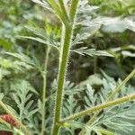 Glycyrrhiza echinata Casca