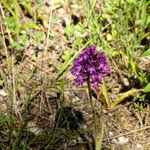 Anacamptis pyramidalisΣυνήθη χαρακτηριστικά