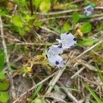 Nemophila maculata Kvet