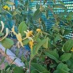 Lonicera japonicaBloem