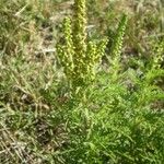 Ambrosia tenuifolia Hábito