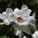 Rhododendron sikangense Flower