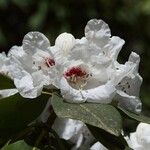 Rhododendron sikangense Flor