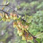 Agapetes incurvata Habitus