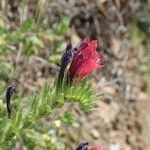 Echium creticum Blüte