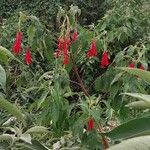 Fuchsia boliviana 花