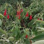 Fuchsia boliviana പുഷ്പം