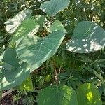 أنواع غير معروفةLeaf