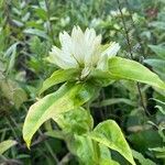 Gentiana alba Flor