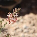 Oenothera suffrutescens Hábitos