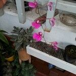 Ionopsis utricularioides ᱵᱟᱦᱟ