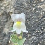 Antirrhinum molle Bloem