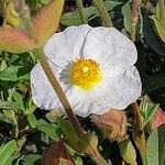 Cistus umbellatus Fleur