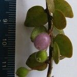 Sphyrospermum buxifolium その他の提案