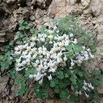 Sarcocapnos enneaphylla Flors