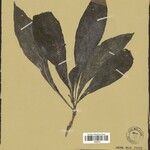 Amasonia arborea Frunză