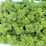 Sedum spurium 叶