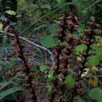 Orobanche hederae Fruit