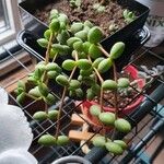 Crassula brevifolia Leaf