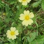 Potentilla rectaFleur