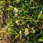 Erigeron quercifolius Blad