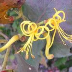 Psittacanthus eucalyptifolius Плод
