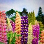 Lupinus polyphyllus 花