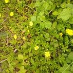 Potentilla reptans 形態