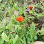 Emilia coccinea ফুল