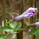 Ipomoea cairica Blatt