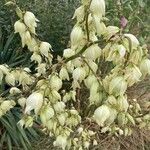 Yucca filamentosaപുഷ്പം