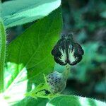 Ceropegia meyeri-johannis Flower