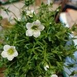 Saxifraga rosacea Fleur