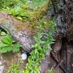 Epilobium alpestre Natur