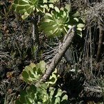 Aeonium pseudourbicum Other