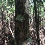 Rhizophora mangle Rinde
