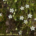 Sagina glabra Otro
